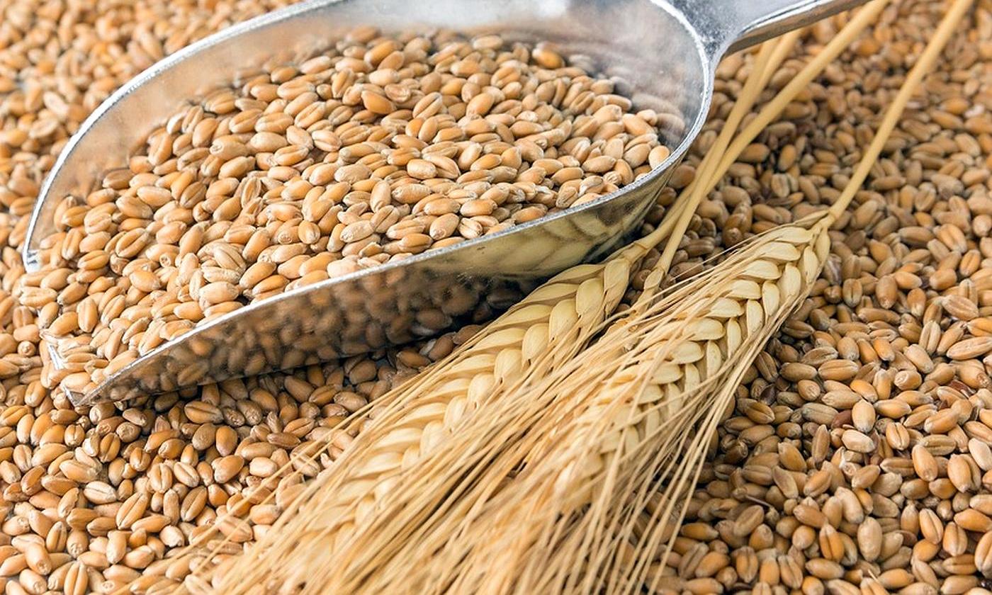 weizenkoerner wheat grains by stockpics fotolia 78750746