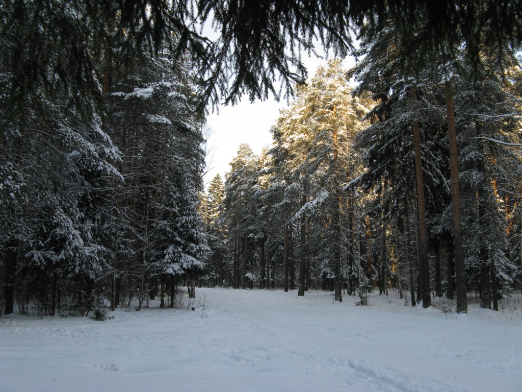 priroda zima les