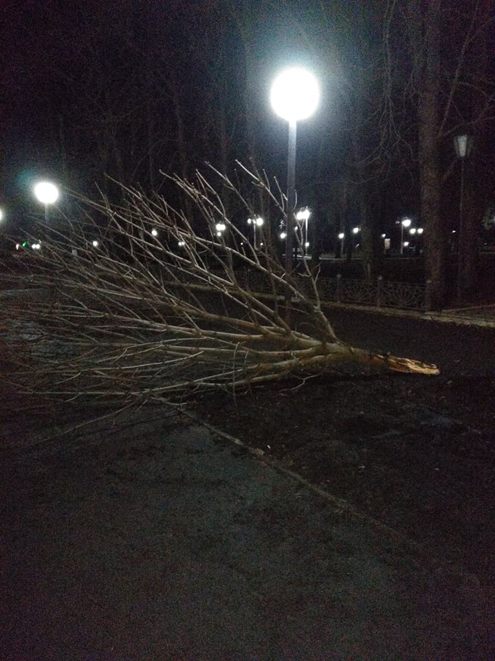 збив дерево