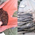 На Полтавщині браконьєр  наловив раків на 4 мільйони гривень