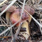 На Полтавщині дитина отруїлася дикорослими грибами