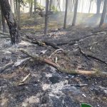 Нічна атака дронів  спричинила пожежу в Лютенському лісництві