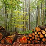 Мешканці Гадяцької та Глобинської громад організували незаконну вирубку та збут деревини