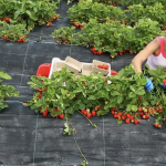 Агроволокно проти бур’янів – захист городу без гербіцидів