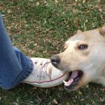 У Гадячі пес покусав дівчину