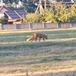 Лисиці все ближче до людей: чи не час реагувати?